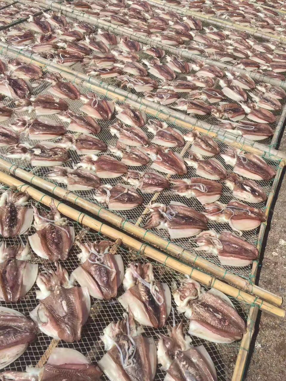 批發無頭魷魚干 優質海產干貨，500克海味干批發指南